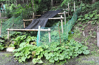 峰谷ワサビ田2014.7.14_k.jpg