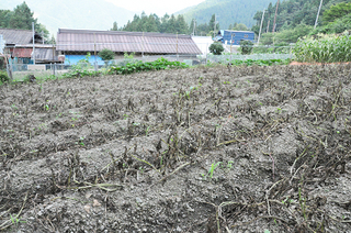 治助芋2014.7.14_2_k.jpg