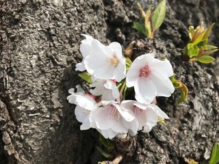 Ԍ2019.4.5-5.jpg